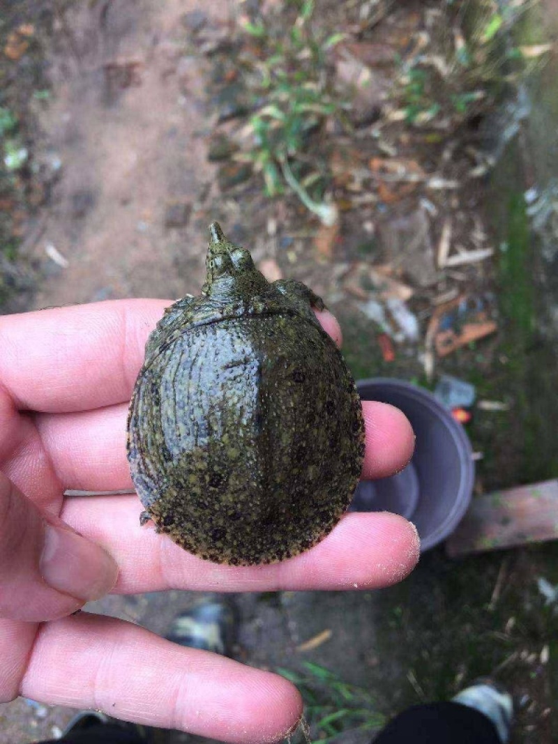 优质甲鱼苗小甲鱼冷水养殖活体甲鱼规格多成活高欢迎咨询