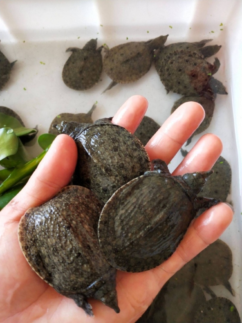 优质甲鱼苗小甲鱼冷水养殖活体甲鱼规格多成活高欢迎咨询