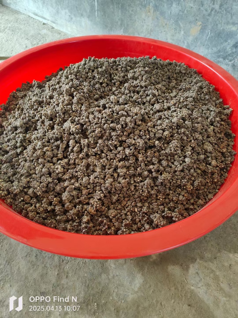 猫爪草大量上市品质保证价格可谈货源稳定