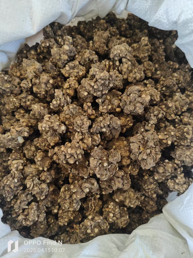 猫爪草大量上市品质保证价格可谈货源稳定