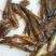 黄骨鱼苗大量供货可视频看货欢迎来电咨询