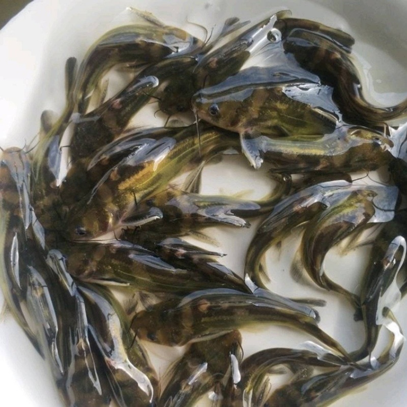 黄骨鱼苗大量供货可视频看货欢迎来电咨询