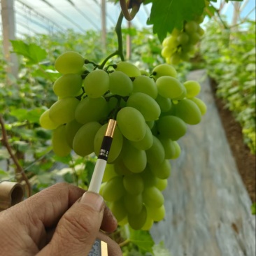 精品维多利亚葡萄大量上市河北基地直供质量保证全国发货
