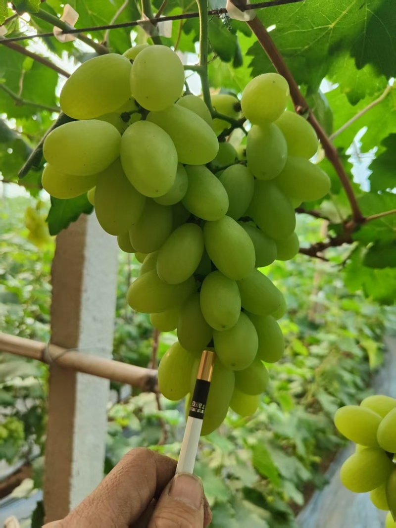 精品维多利亚葡萄大量上市河北基地直供质量保证全国发货