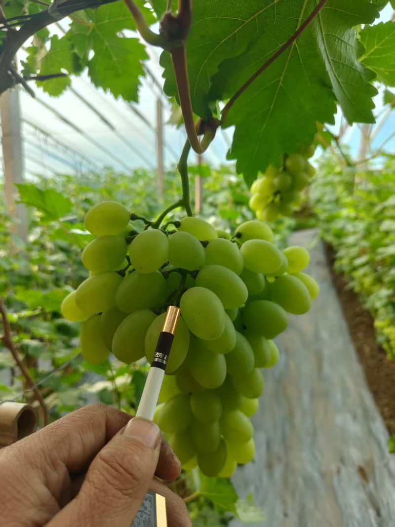 精品维多利亚葡萄大量上市河北基地直供质量保证全国发货