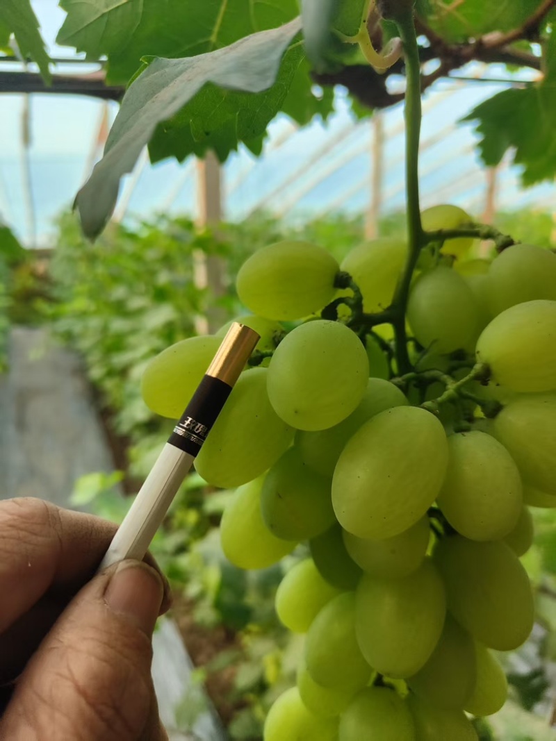 精品维多利亚葡萄大量上市河北基地直供质量保证全国发货
