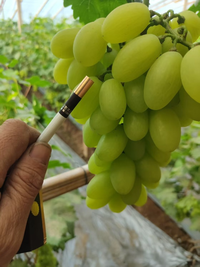 精品维多利亚葡萄大量上市河北基地直供质量保证全国发货
