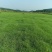 江西南昌百慕大草坪草、草块草卷基地直发欢迎订购