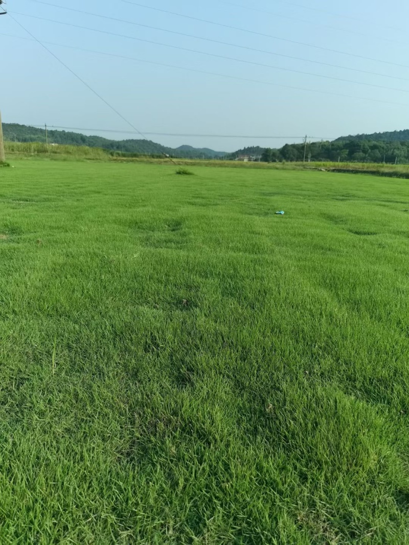 江西南昌百慕大草坪草、草块草卷基地直发欢迎订购