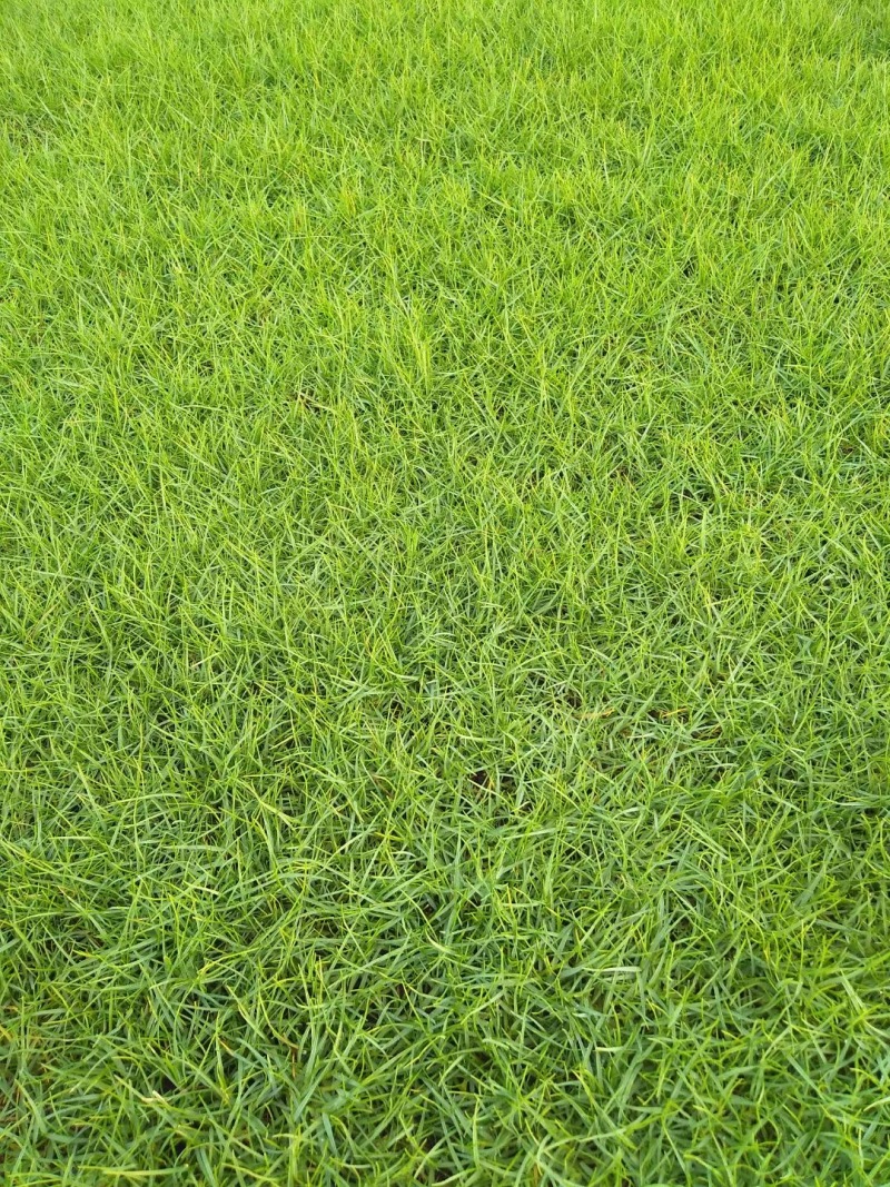 江西南昌百慕大草坪草、草块草卷基地直发欢迎订购