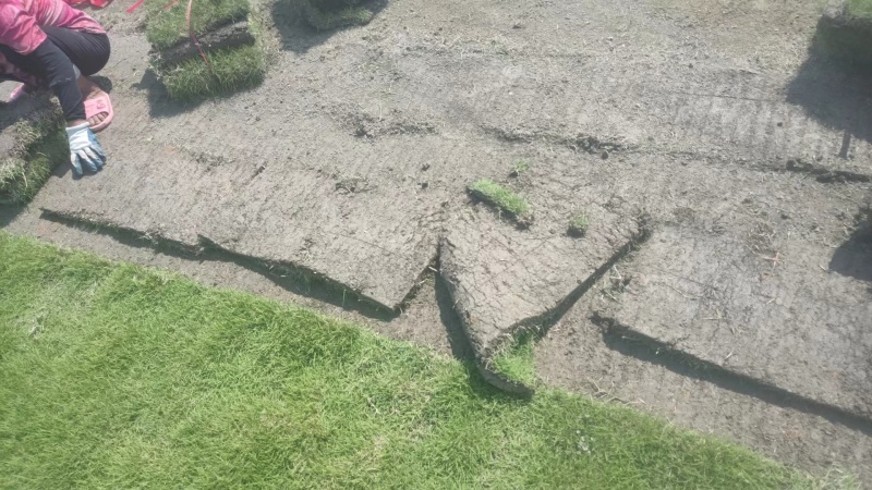 江西南昌百慕大草坪草、草块草卷基地直发欢迎订购