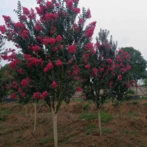 苗圃大量出售3-15公分紫薇，树形优美，价格便宜