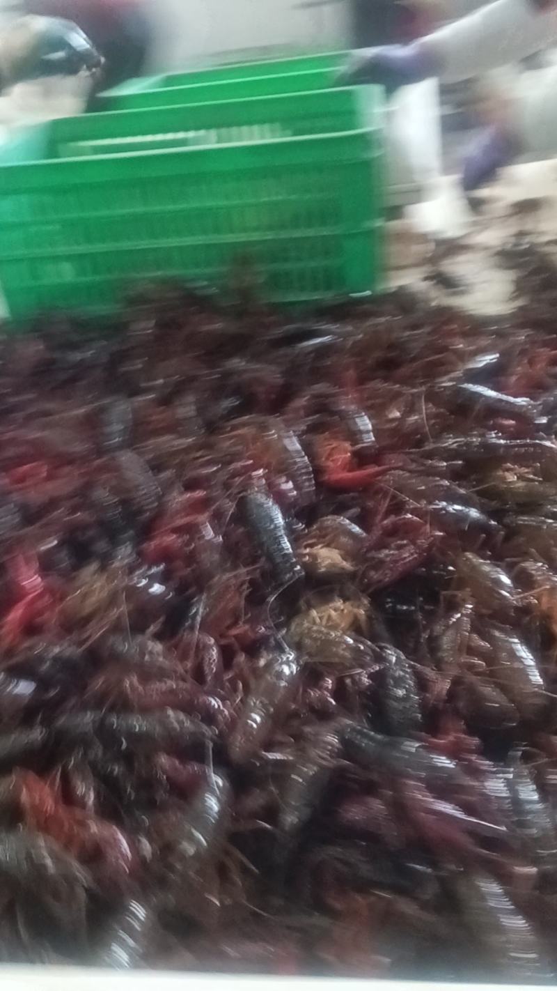 50斤包直达运费。湖北潜江小龙虾，新鲜发货，货源充足
