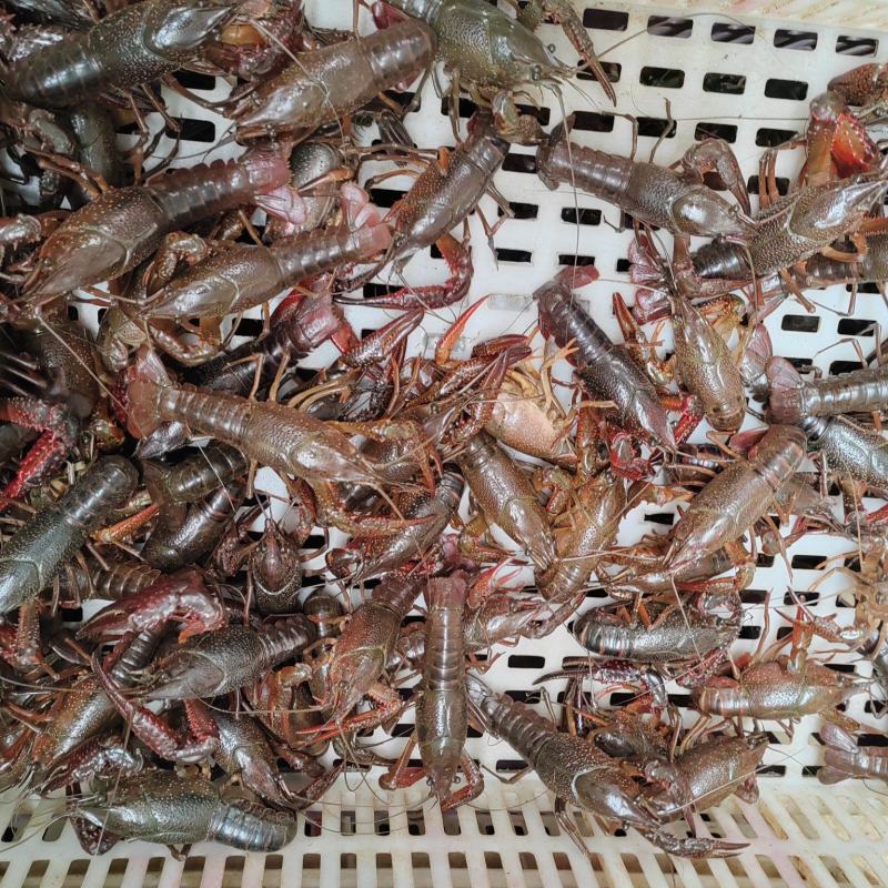 50斤包直达运费。湖北潜江小龙虾，新鲜发货，货源充足