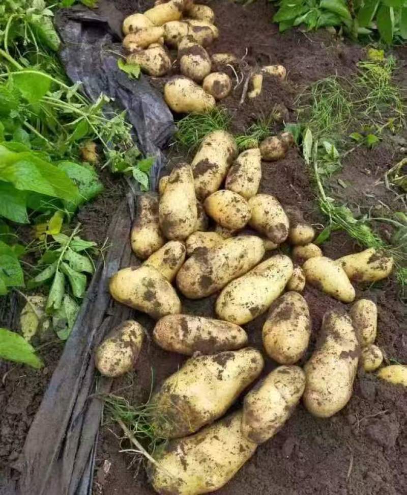 【平台力推】沃土5号土豆精选土豆产地直发品质保障