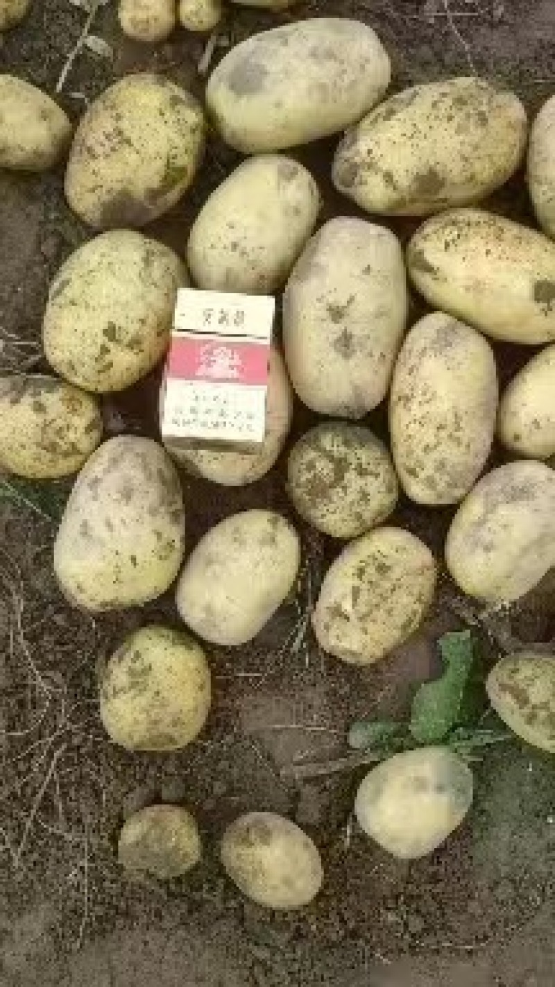 【平台力推】沃土5号土豆精选土豆产地直发品质保障