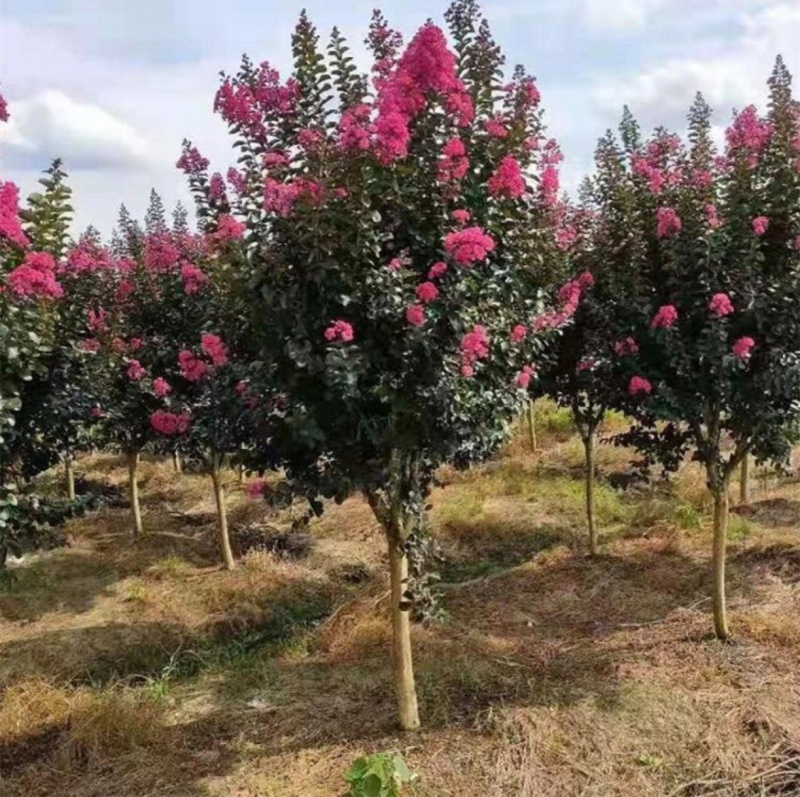 苗圃大量出售3-15公分紫薇，树形优美，价格便宜