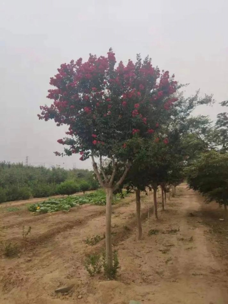苗圃大量出售3-15公分紫薇，树形优美，价格便宜