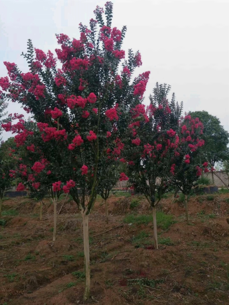 苗圃大量出售3-15公分紫薇，树形优美，价格便宜