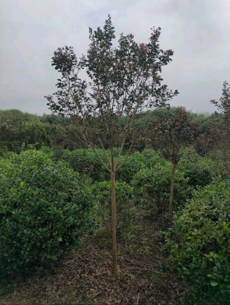 苗圃大量出售3-15公分紫薇，树形优美，价格便宜
