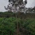 苗圃大量出售3-15公分紫薇，树形优美，价格便宜