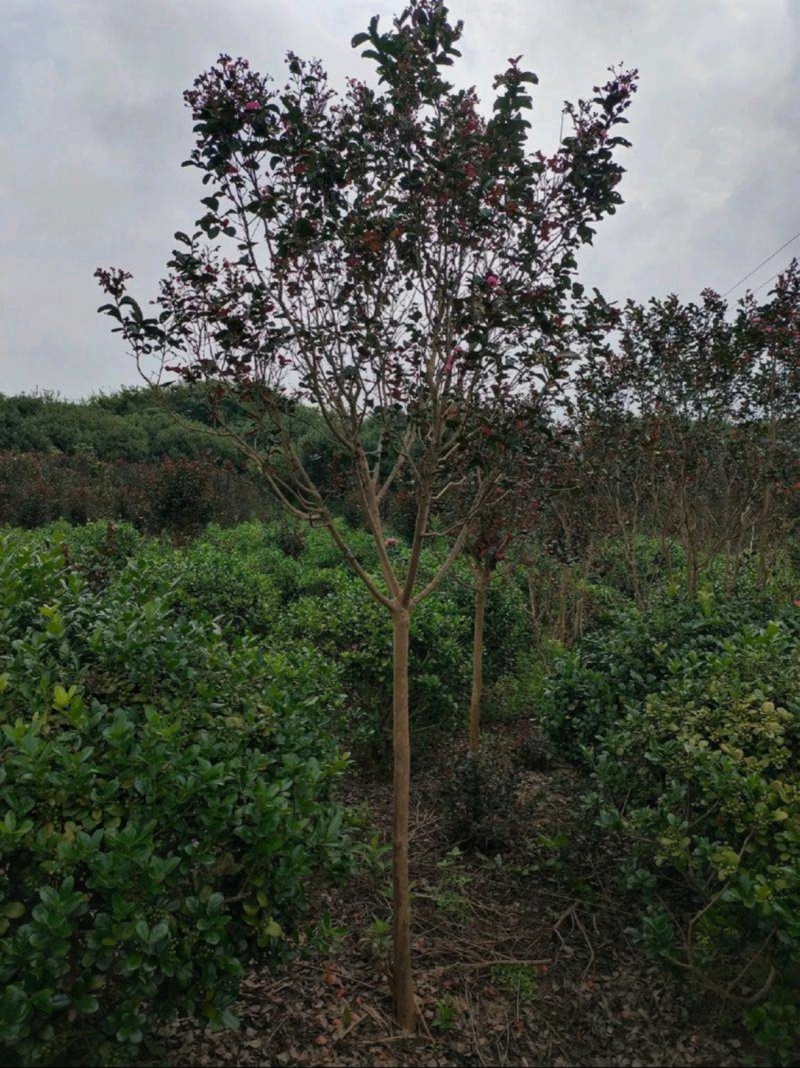 苗圃大量出售3-15公分紫薇，树形优美，价格便宜