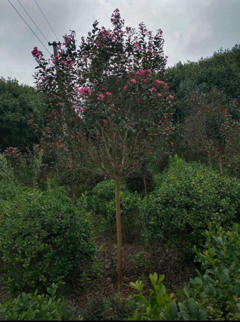苗圃大量出售3-15公分紫薇，树形优美，价格便宜
