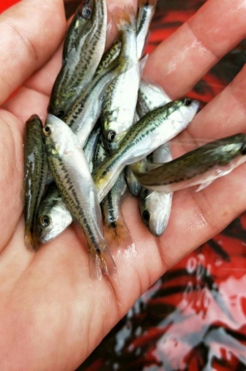 卢鱼高产淡水鱼可视频看货全国发货欢迎来电咨询