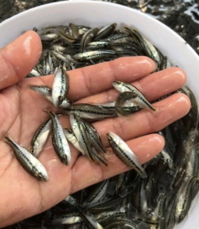 卢鱼高产淡水鱼可视频看货全国发货欢迎来电咨询