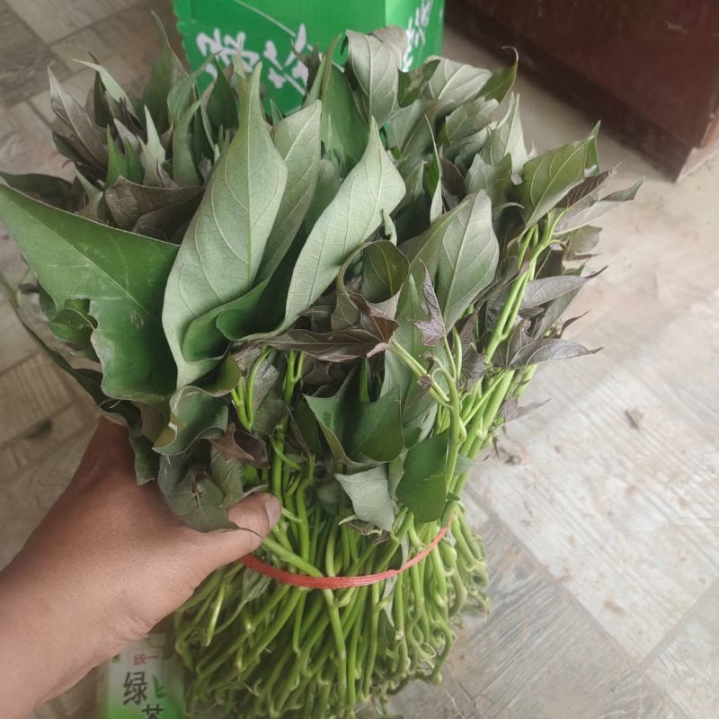 【齐全】河南特级红薯苗种植基地欢迎新老朋友来电咨询