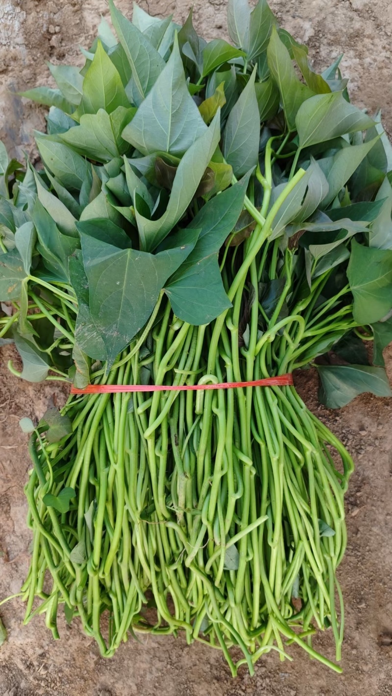 【齐全】河南特级红薯苗种植基地欢迎新老朋友来电咨询
