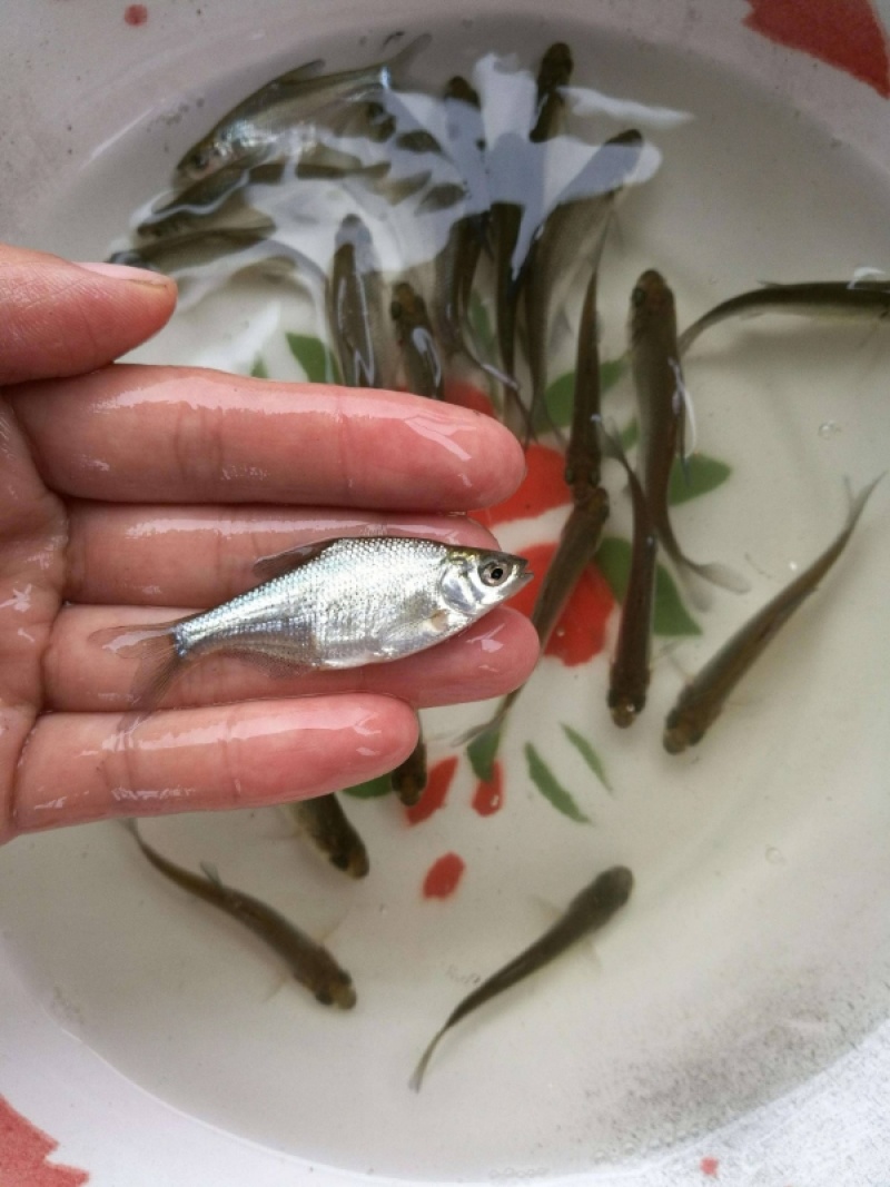 武昌鱼苗，基地直接供应商可视频看货欢迎来电