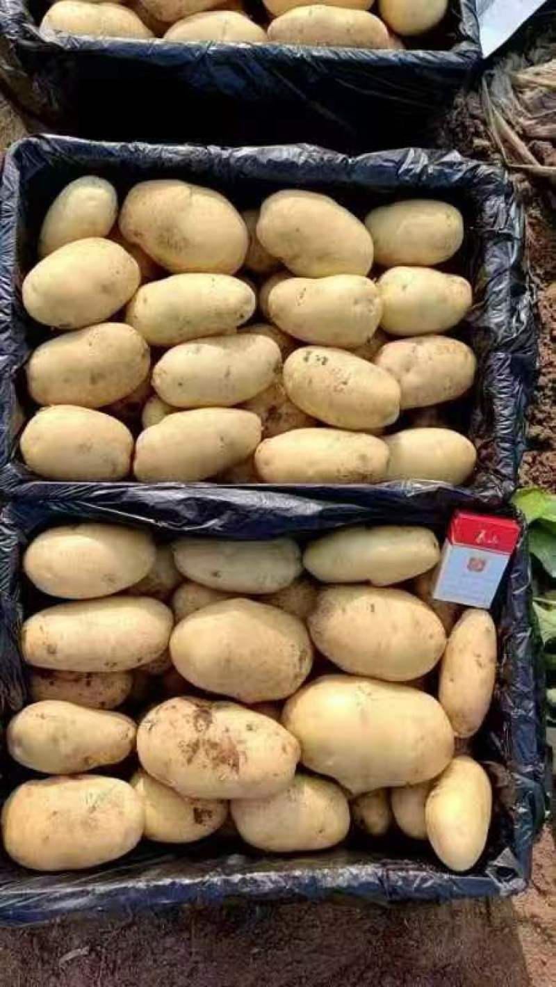 【火爆热卖】沃土5号土豆实力商家产地直发品质保障