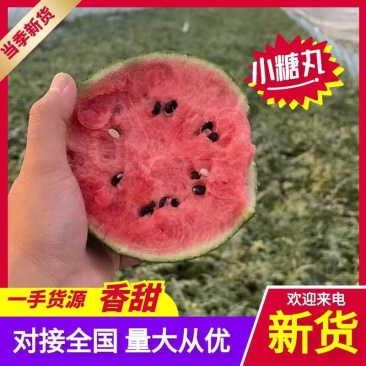 潍坊精品小糖丸小吊瓜西瓜吊兰西瓜成熟全国发货全美2k冰籽