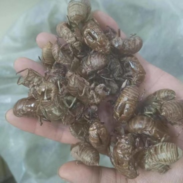 中药材蝉蜕蝉脱金蝉衣金蝉壳蝉皮蝉壳蝉衣知了皮知了