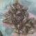 中药材蝉蜕蝉脱金蝉衣金蝉壳蝉皮蝉壳蝉衣知了皮知了