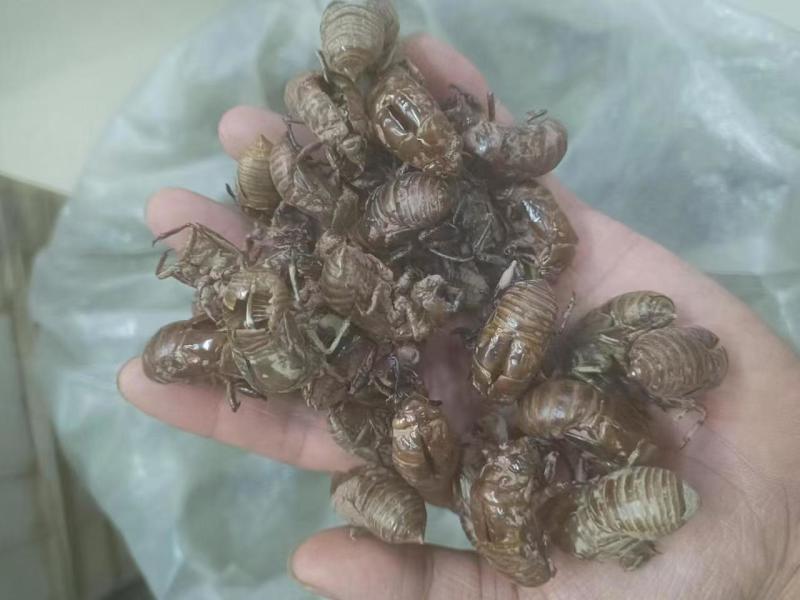 中药材蝉蜕蝉脱金蝉衣金蝉壳蝉皮蝉壳蝉衣知了皮知了