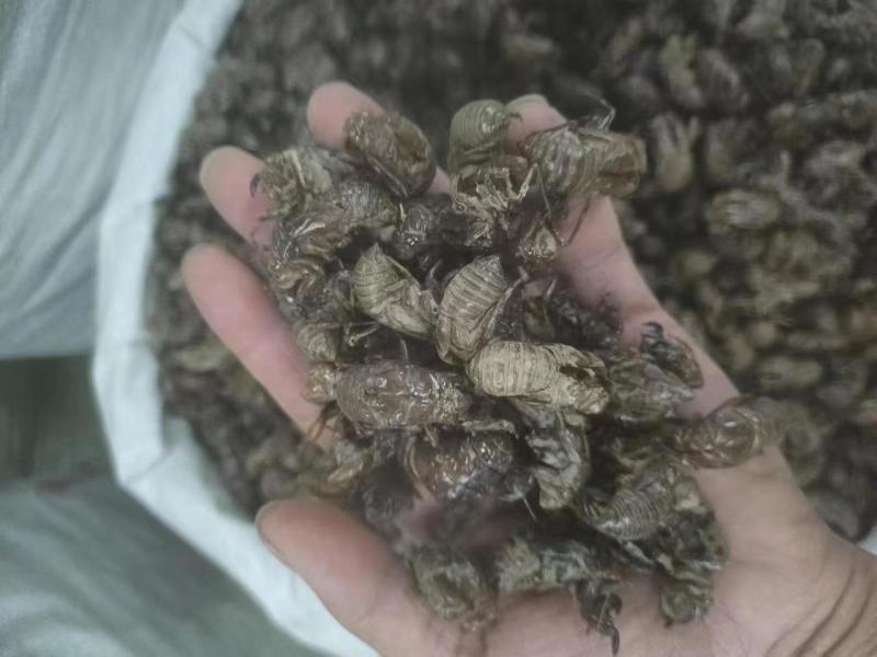 中药材蝉蜕蝉脱金蝉衣金蝉壳蝉皮蝉壳蝉衣知了皮知了