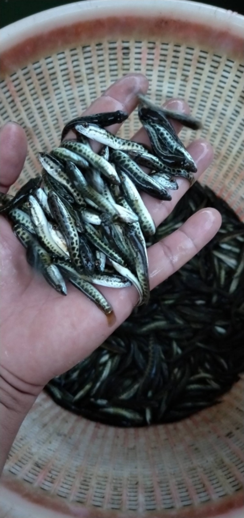 黑鱼苗乌鱼苗，高产耐寒成活力强提供技术指导跟踪服务