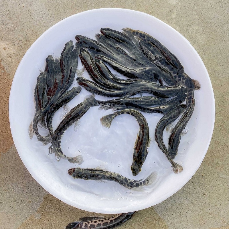 黑鱼苗乌鱼苗，高产耐寒成活力强提供技术指导跟踪服务