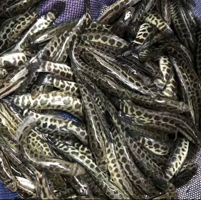 黑鱼苗乌鱼苗，高产耐寒成活力强提供技术指导跟踪服务