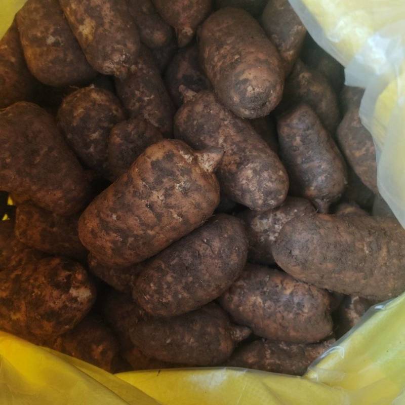 云南昭通小草坝高山乌天麻