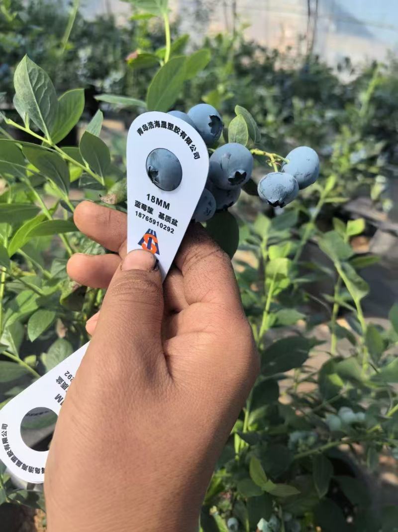 莱克西F6L25奥尼尔蓝莓规格齐全量大