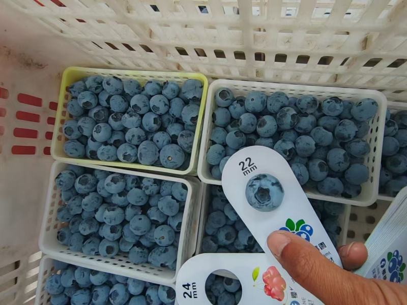 莱克西F6L25奥尼尔蓝莓规格齐全量大