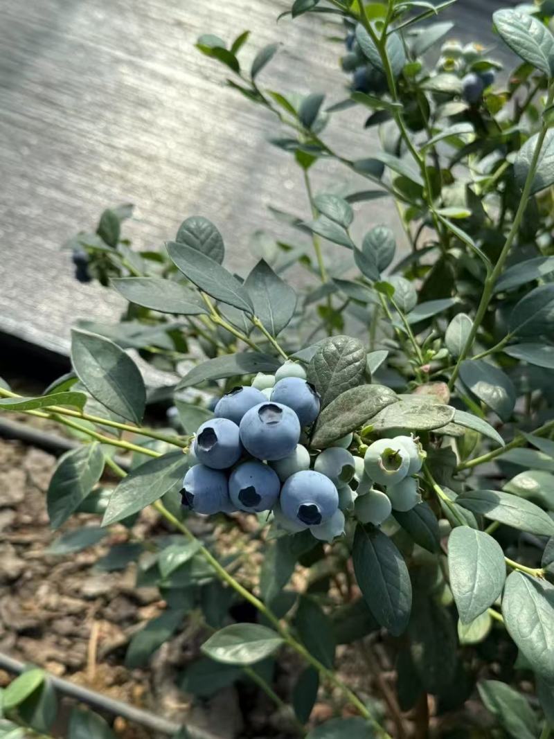 莱克西F6L25奥尼尔蓝莓规格齐全量大