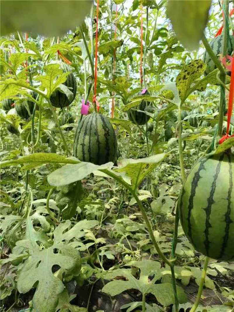 潍坊精品小糖丸小吊瓜西瓜吊兰西瓜成熟全国发货全美2k冰籽