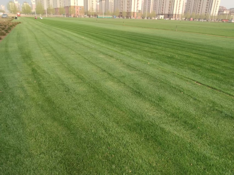 天津草坪草，优先合作北京，天津，河北等地，可视频看货