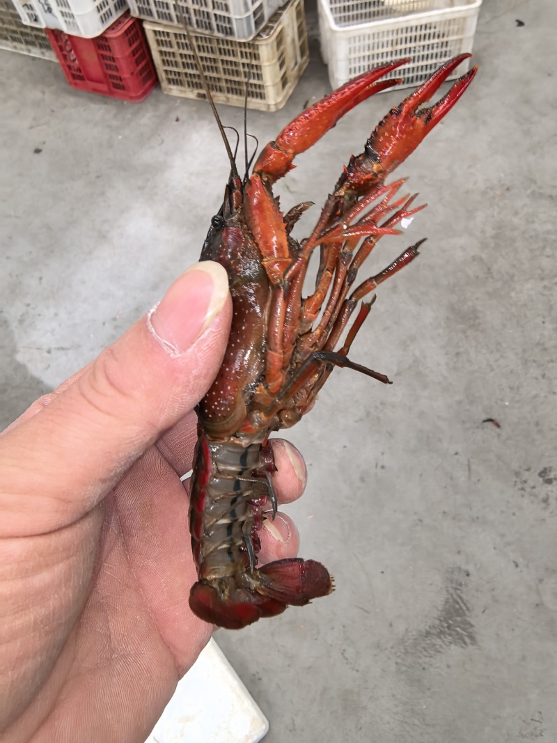 小龙虾