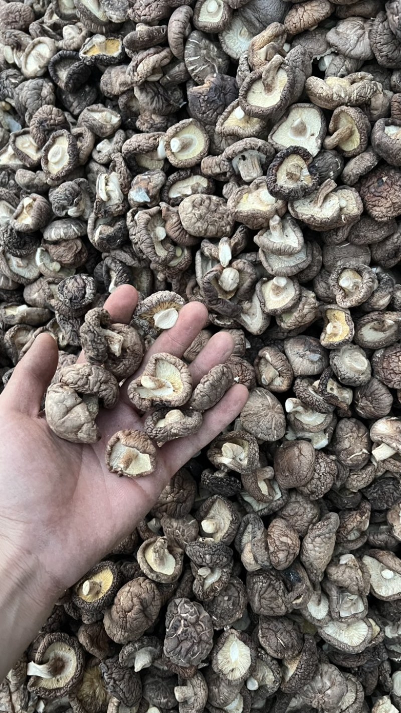 香菇干货原产地发货大量有货去柄