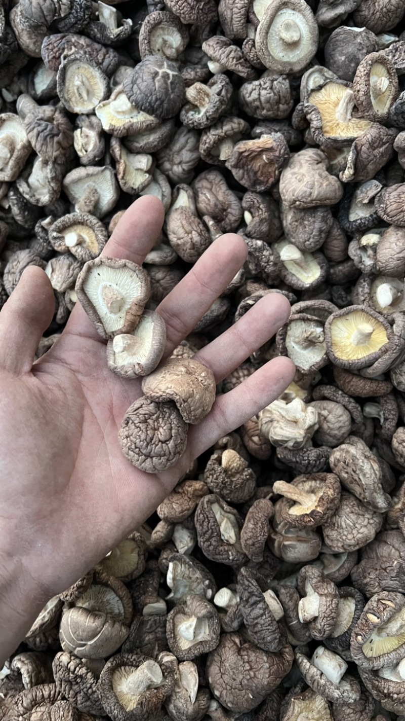 香菇干货原产地发货大量有货去柄